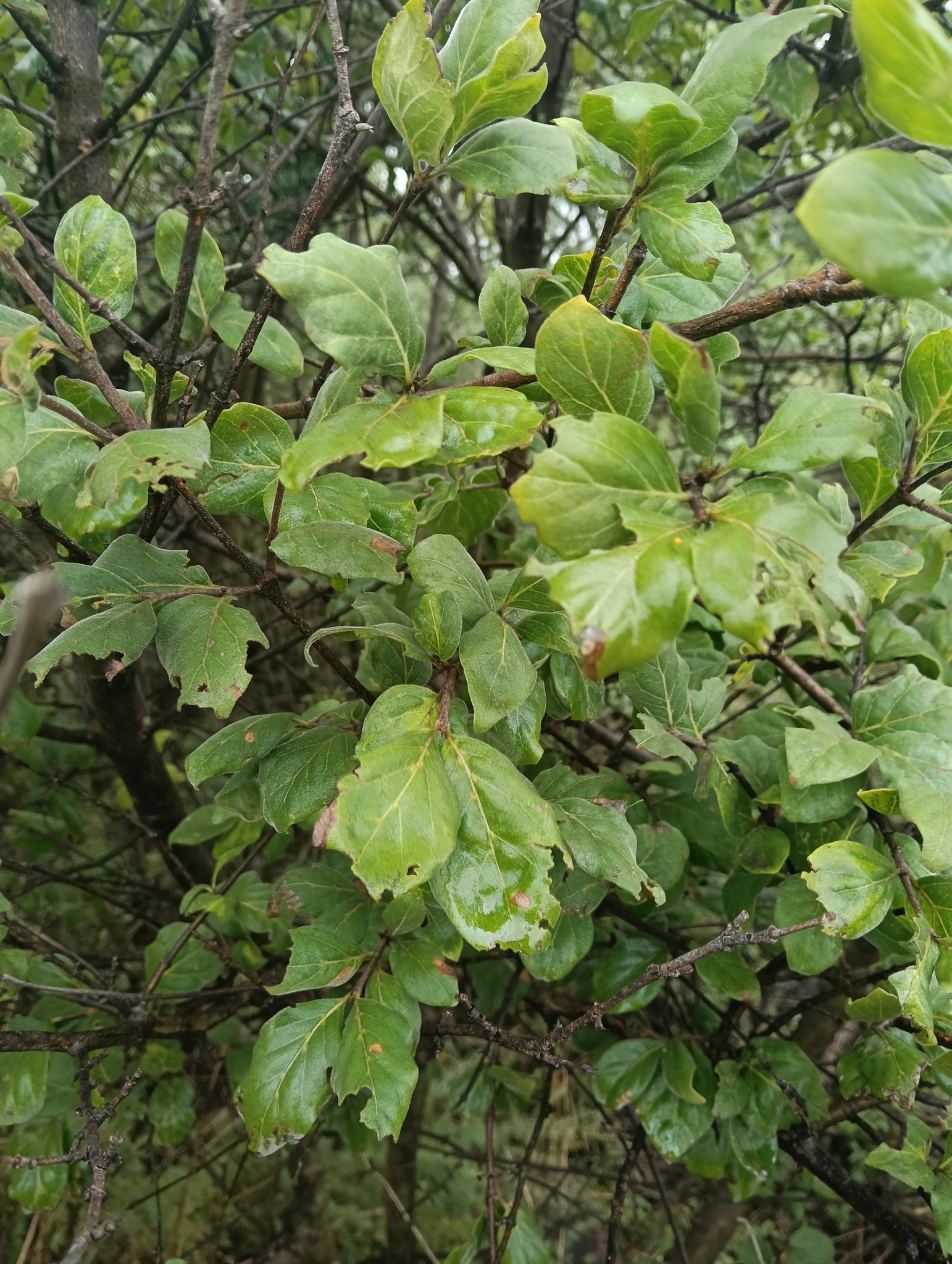 Imagem de Afrocanthium gilfillanii