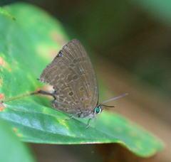 Arhopala agrata binghami