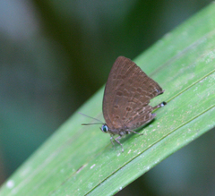 Arhopala agrata binghami