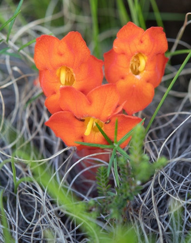 Lonely Inkflower (Harveya scarlatina)