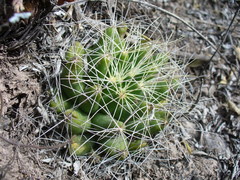 Mammillaria longimamma