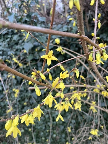 Une autre photo de Weeping forsythia