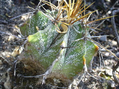Astrophytum ornatum