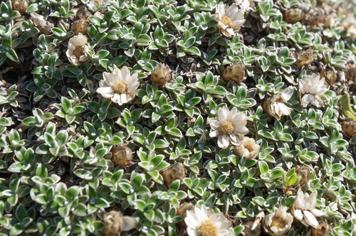 Helichrysum sessilioides, photograph 4