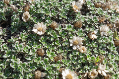 Helichrysum sessilioides, photograph (c) Morten Ross, some rights reserved (CC BY)