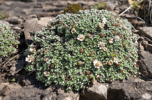 Helichrysum sessilioides, photograph 5