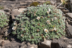 Helichrysum sessilioides, photograph (c) Morten Ross, some rights reserved (CC BY)