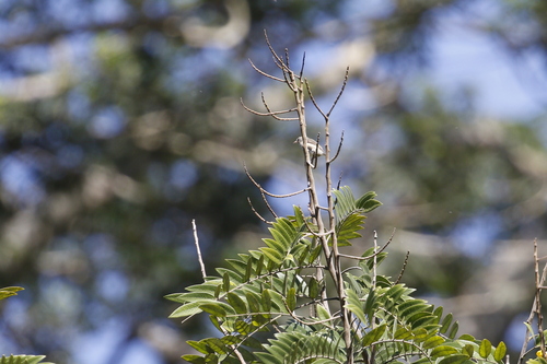 Pale-billed Flowerpecker (Dicaeum erythrorhynchos), photo 3