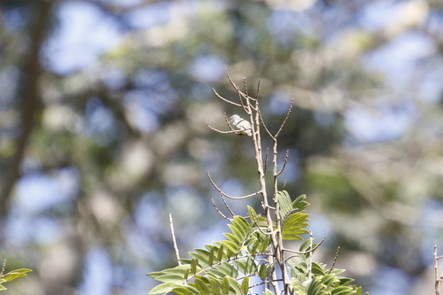 Pale-billed Flowerpecker (Dicaeum erythrorhynchos), photo 4