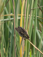 Ploceus manyar