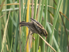 Ploceus manyar