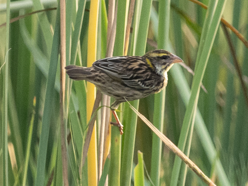 Streaked Weaver (Ploceus manyar), photo 6