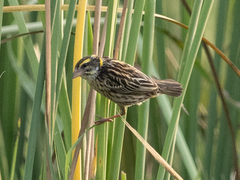 Ploceus manyar