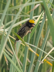 Ploceus manyar
