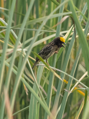 Ploceus manyar