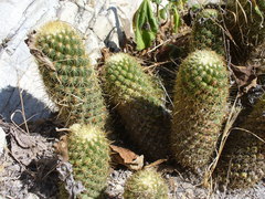 Coryphantha erecta