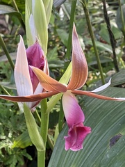 Phaius