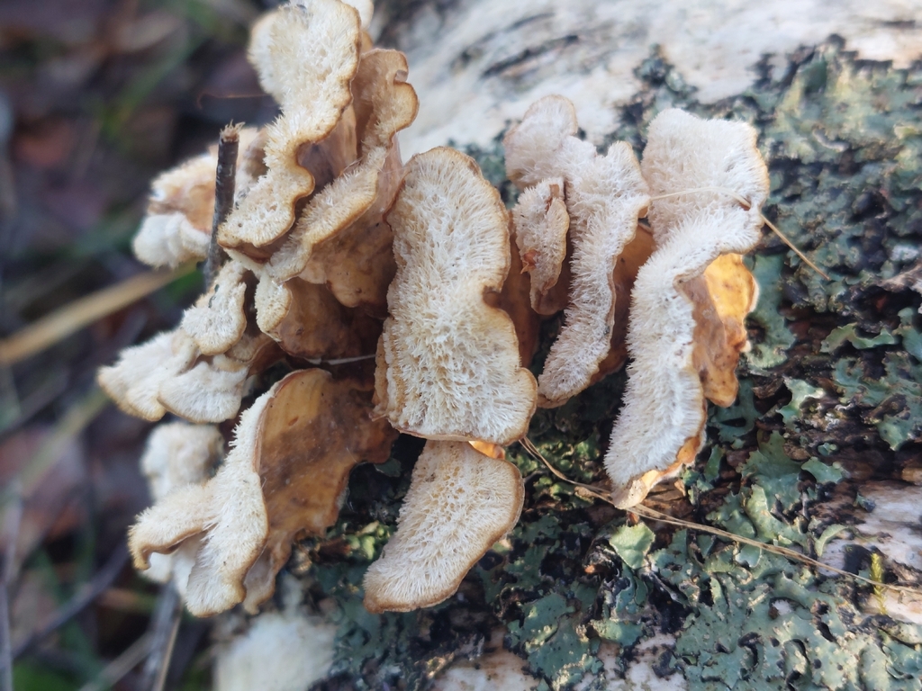 Stereum hirsutum · March 2026 · photo: © westerbraenature (iNaturalist, cc0)