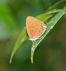 Arhopala agrata binghami