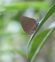 Arhopala agrata binghami