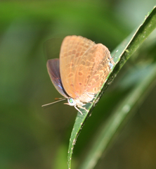 Arhopala agrata binghami