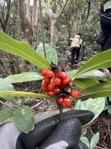 Pittosporum glabratum, 2026-03-06