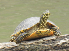 Eastern River Cooter photo 2