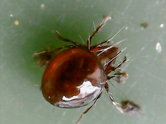 Metrioppiidae