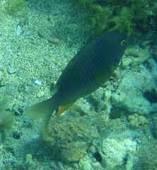 Plectroglyphidodon gascoynei