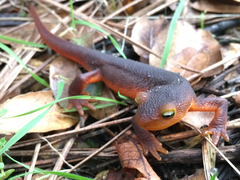 Taricha sierrae