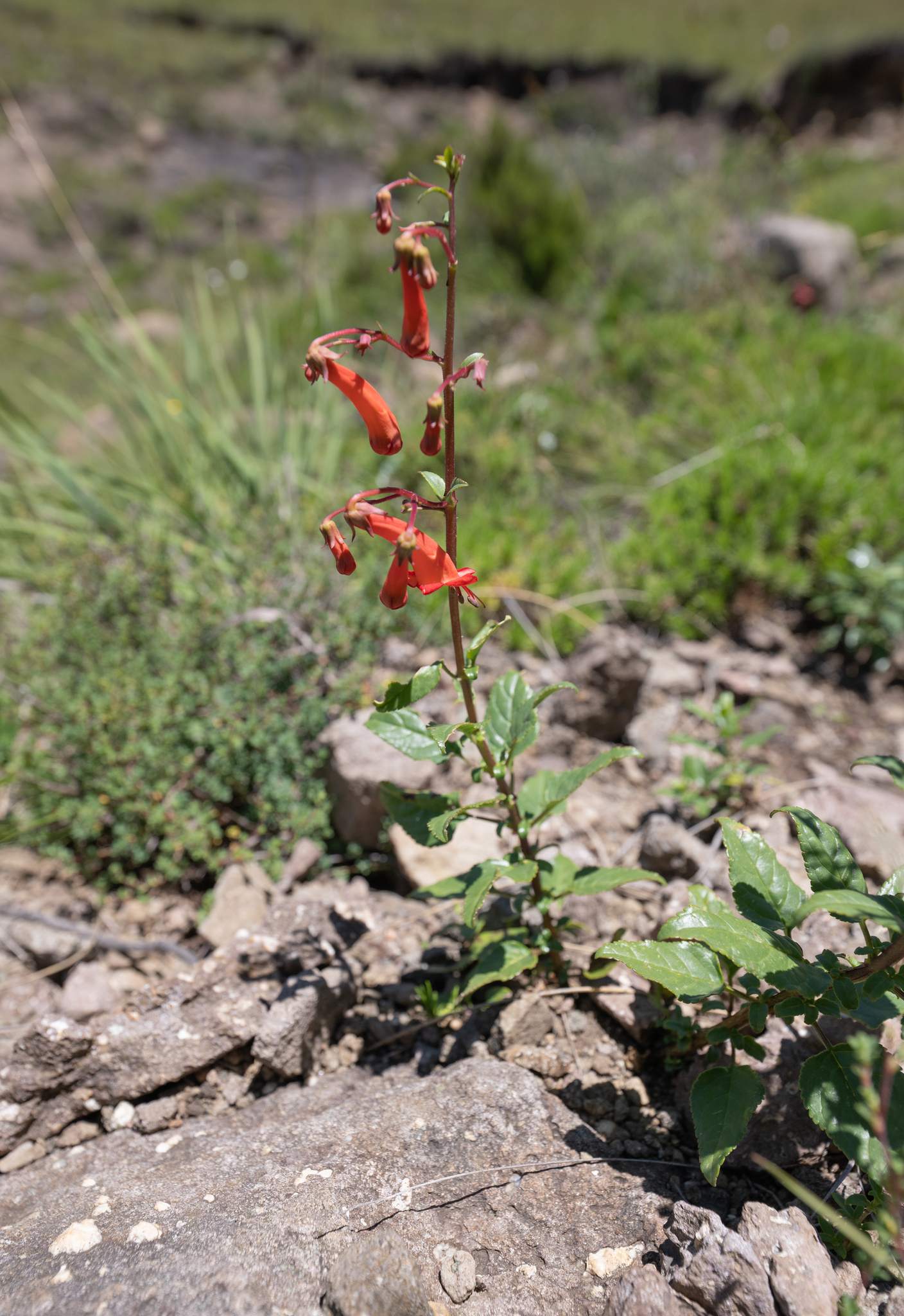 Cape-Fuchsia (Phygelius capensis)