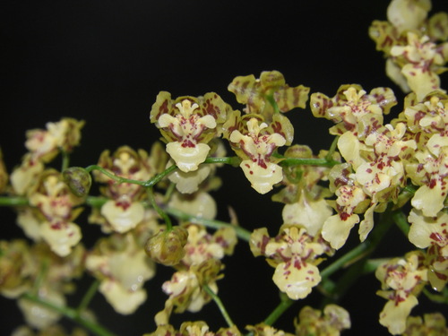Baptistonia venusta