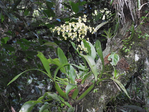 Baptistonia venusta 2