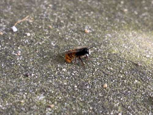 European Orchard Bee, Zuid-Holland, NL, photo 5 of 10