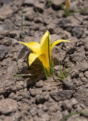 Cape Crocus (Romulea alticola)