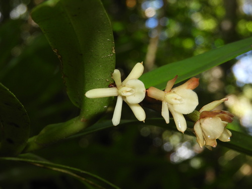 Epidendrum paranaense Barb.Rodr. 3