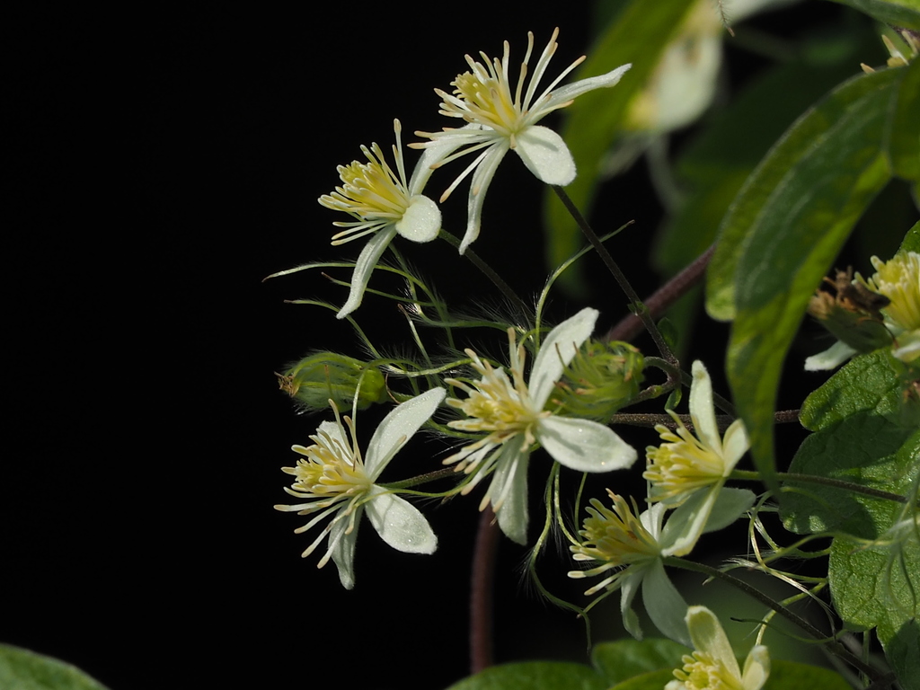 Charming Clematis