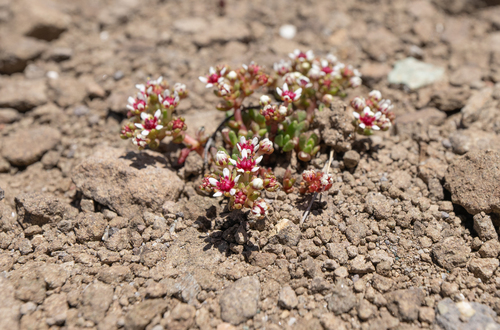 Crassula peploides