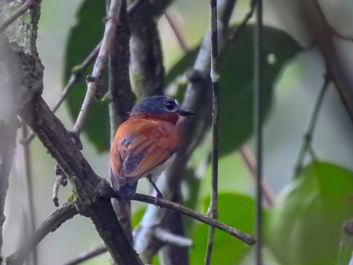 iNaturalist image