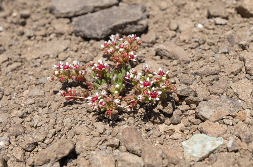 Crassula peploides
