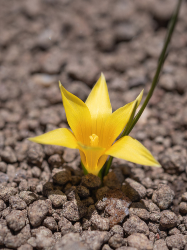 Grassveld Froetang (Romulea macowanii)