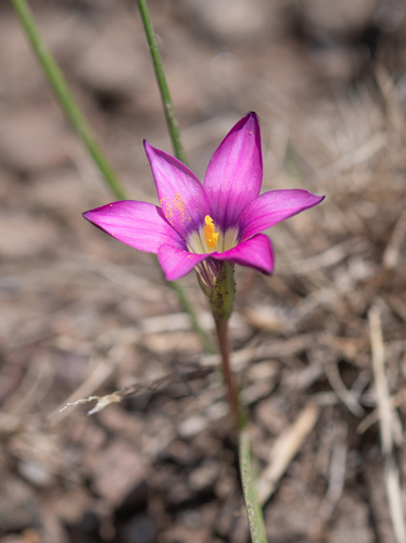 Romulea camerooniana