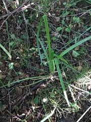 Carex riparia