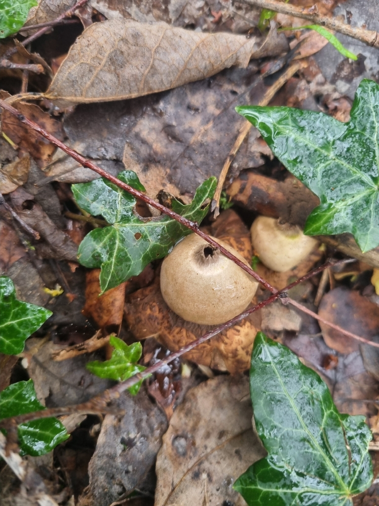 Geastrum michelianum · March 2026 · photo: © theresa183 (iNaturalist, cc0)