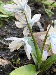 Scilla mischtschenkoana