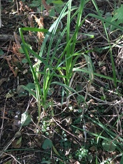 Carex acutiformis