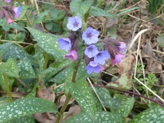 Pulmonaria affinis