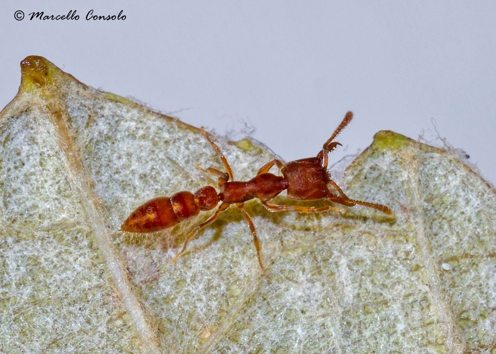 Stigmatomma denticulatum