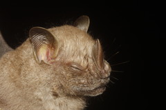 Chiroderma villosum