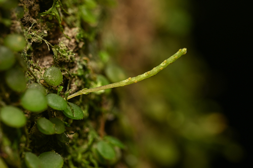 Peperomia delicatula